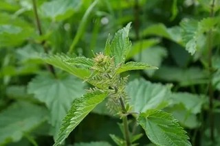 2020年中国麻类作物供给情况分析：产量慢慢增大、黑龙江省种植地位突出、进口增加、出口减少[图]